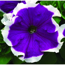PETUNIA FROST VELVET NR.1000 SEMI PILL.